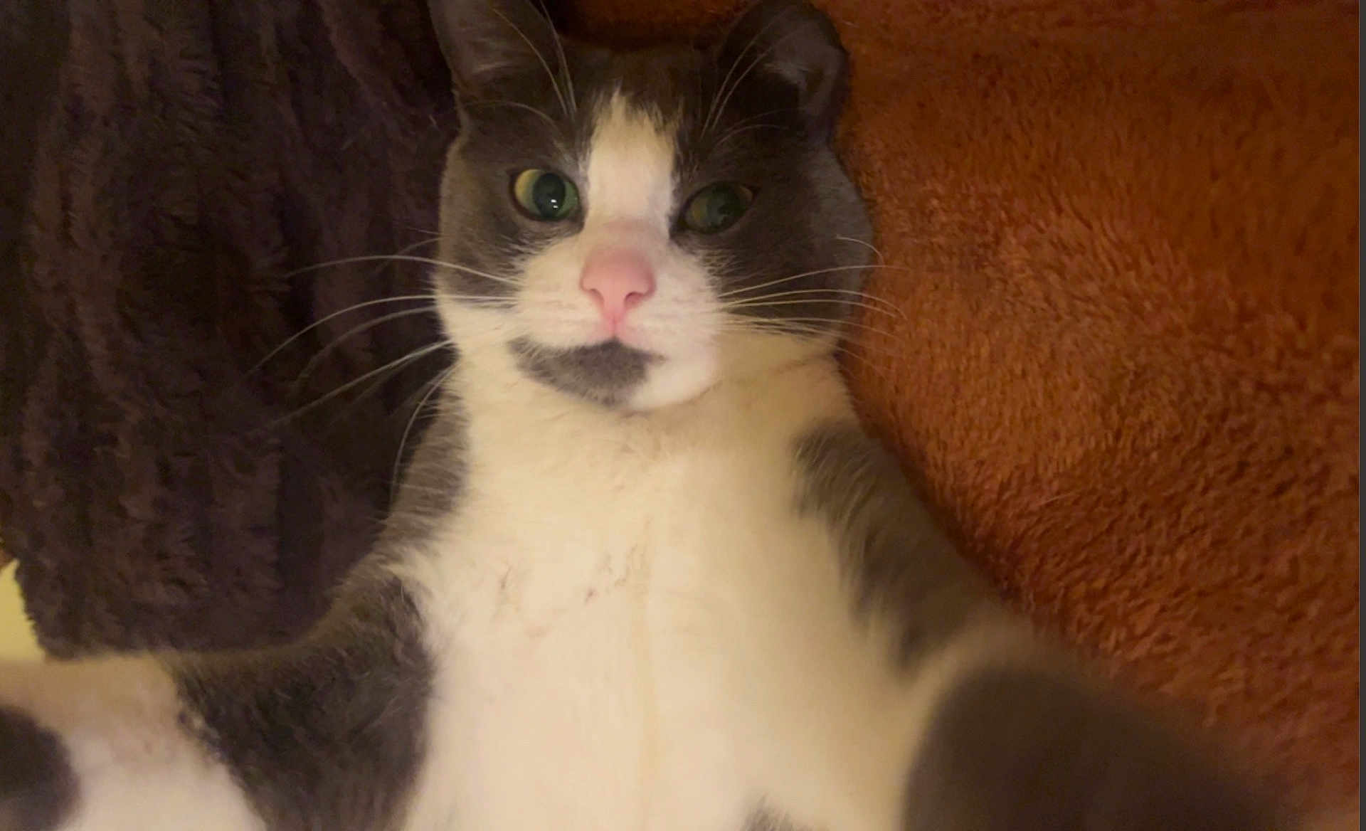 Plum is registered to the contest to win money with this photo: cat, gray_and_white, close_up, whiskers, pink_nose, lying_down, curious, indoor, pet, feline, soft_texture, blanket, cozy, looking_at_camera, animal, cute, fur, relaxed, portrait, domestic_cat