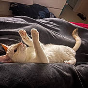 Olaf joined the competition — help win amazing prizes! cat, white_cat, orange_cat, pet, indoor, blanket, feline, paw, playing, bedroom, soft_texture, relaxed, cute, animal, fur, cozy, lying_down, domestic_cat, whiskers, tail
