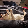 cat, white_cat, orange_cat, pet, indoor, blanket, feline, paw, playing, bedroom, soft_texture, relaxed, cute, animal, fur, cozy, lying_down, domestic_cat, whiskers, tail
