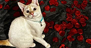 Olaf joined the competition — help win amazing prizes! cat, white_cat, rose_petals, red_petals, collar, bell, pet, animal, fur, whiskers, cute, curious, wide_eyes, indoor, black_background, texture, close_up, sitting, looking_up, domestic_cat