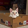 Olaf is registered to the contest to win money with this photo: cat, cardboard_box, indoor, pet, animal, curious, paws, fur, whiskers, ears, wide_eyes, shoe_box, brown, beige, floor, carpet, close_up, cute, domestic_cat, resting