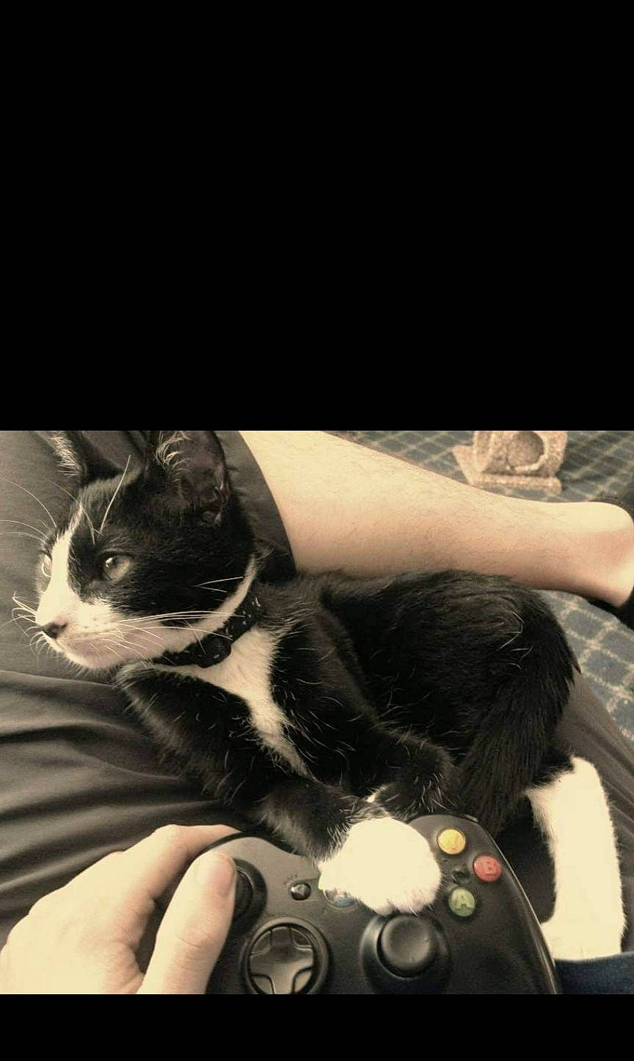 Crowley is registered to the contest to win money with this photo: carnivore, cat, comfort, darkness, domestic_short_haired_cat, felidae, foot, fur, gesture, human_leg, nail, paw, sitting, small_to_medium_sized_cats, snout, tail, thigh, tints_and_shades, whiskers, windshield