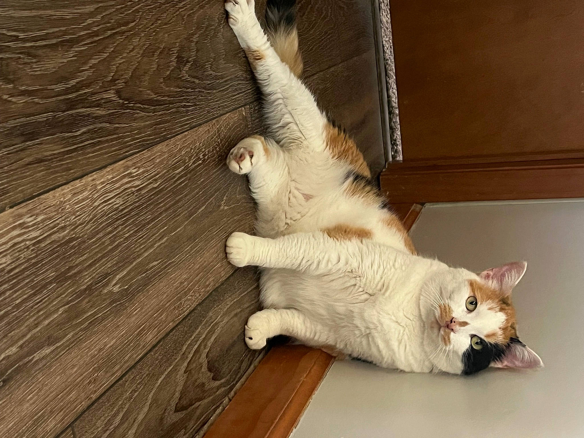 Taylor joined the competition — help win amazing prizes! carnivore, cat, claw, comfort, domestic_short_haired_cat, fawn, felidae, flooring, fur, hardwood, paw, plank, small_to_medium_sized_cats, snout, tail, terrestrial_animal, varnish, whiskers, wood, wood_stain