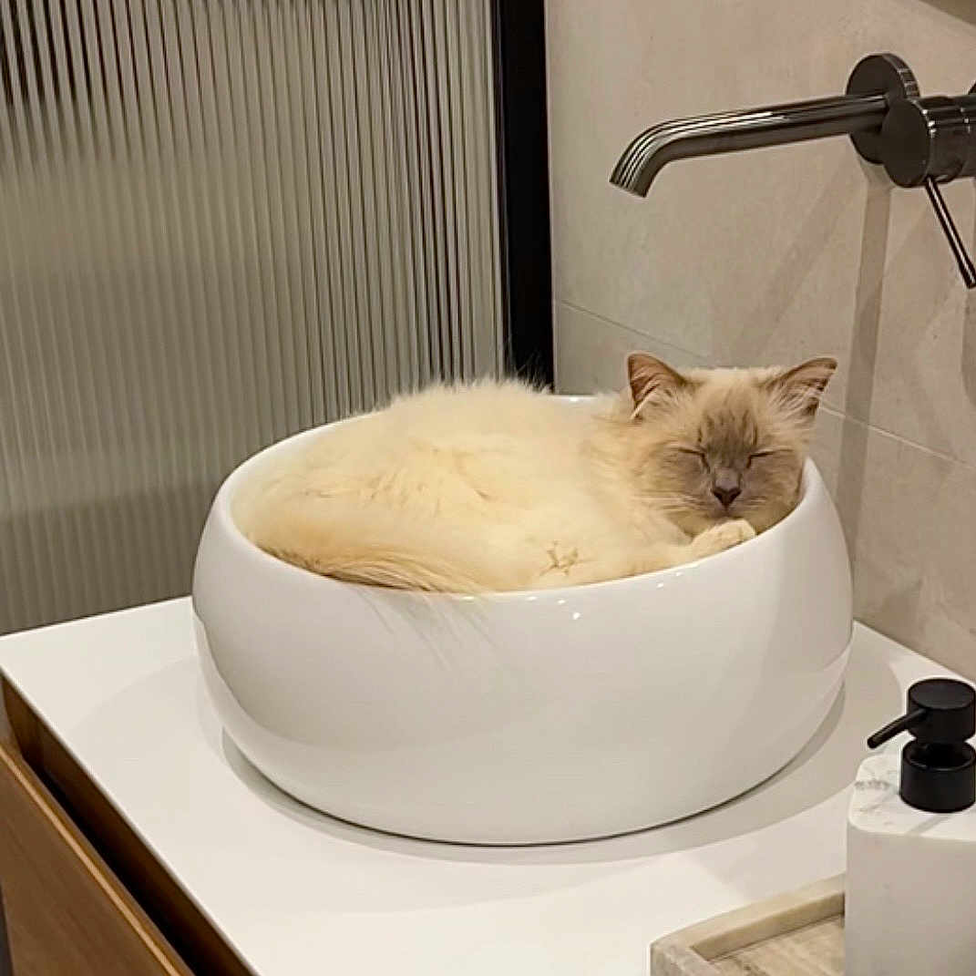 Bounty a rejoint le concours — aidez-le/la à gagner de superbes lots ! cat, sleeping, sink, bathroom, cream_color, fluffy, pet, modern, ceramic, faucet, countertop, relaxing, domestic_animal, indoor, quiet, cute, compact_space, resting, cozy, home