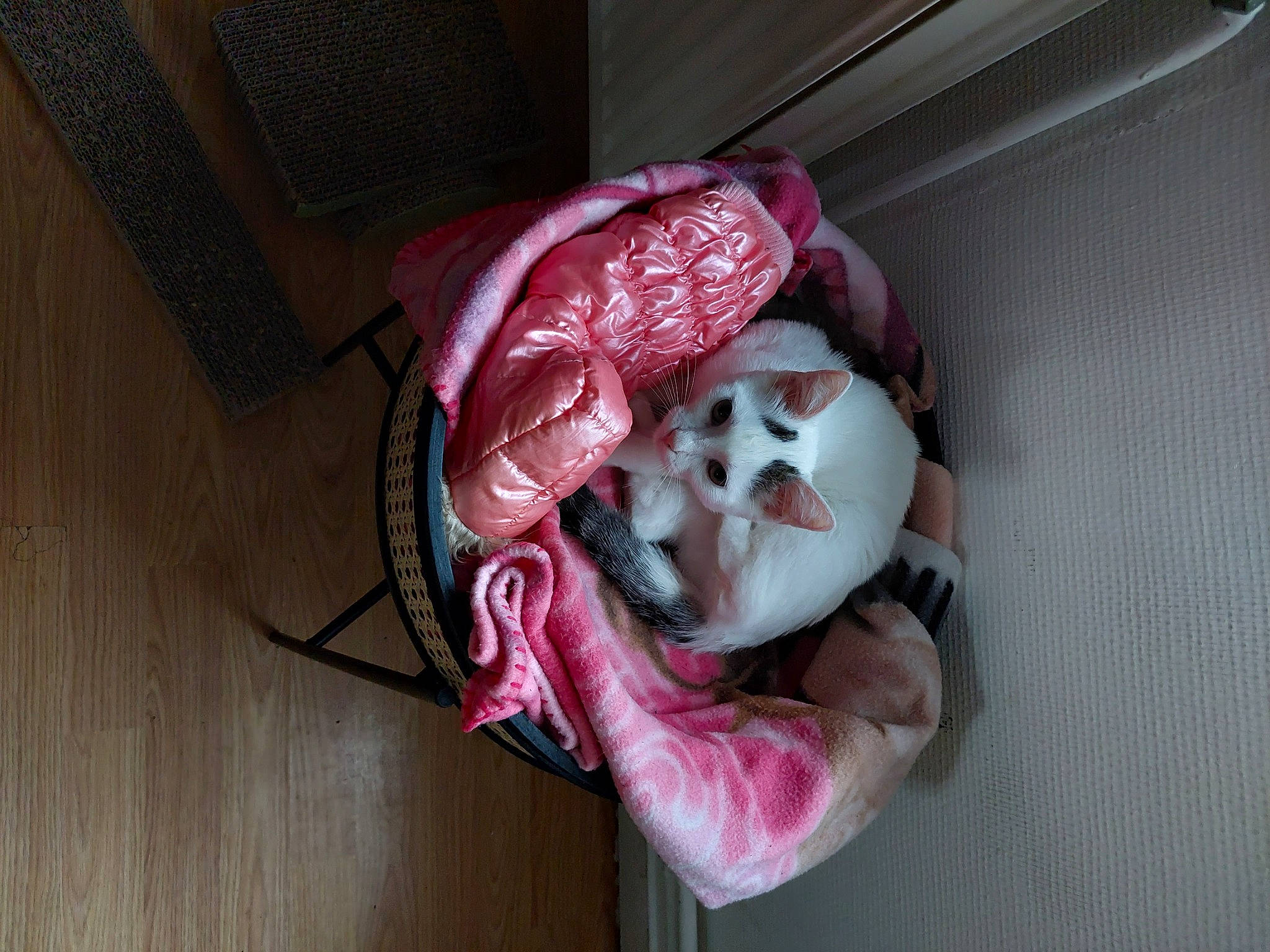 Tipexe a rejoint le concours — aidez-le/la à gagner de superbes lots ! carmine, child, clown, costume, doll, entertainment, eyelash, fictional_character, flesh, fur, headgear, jaw, mask, masque, performing_arts, personal_protective_equipment, pink, room, toy, wig