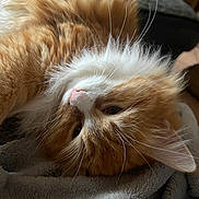 Altesse a rejoint le concours — aidez-le/la à gagner de superbes lots ! cat, orange_cat, white_fur, fluffy, whiskers, pet, animal, sleepy, cozy, blanket, indoor, closeup, cute, fur, relaxed, resting, domestic_cat, mammal, soft, portrait