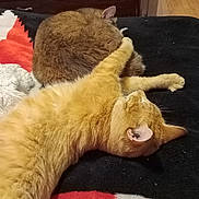 Mongo joined the competition — help win amazing prizes! animal, bedroom, blanket, cat, cats, companion, cozy, curled_up, cute, feline, fur, indoor, orange_cat, paw, pet, relaxing, resting, sleeping, soft, tabby