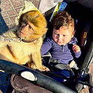 Adam participe au concours pour gagner de l'argent avec cette photo : baby, monkey, stroller, animal, child, outdoor, sunlight, leash, curious, pavement, young_child, face, portrait, seat, clothing, hair, hand, expression, daylight, pet