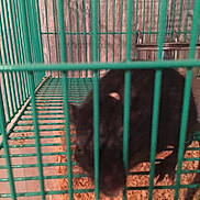 Imogie participe au concours pour gagner de l'argent avec cette photo : animal_shelter, cage, dog_crate, fauna, tail, wildlife