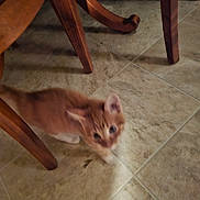 Lucky is registered to the contest to win money with this photo: kitten, cat, orange_cat, blurred, motion_blur, tile_floor, wooden_chair, furniture_leg, indoor, pet, animal, young_cat, playful, cute, small, floor_tile, domestic, household, movement, feline