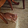 kitten, cat, orange_cat, blurred, motion_blur, tile_floor, wooden_chair, furniture_leg, indoor, pet, animal, young_cat, playful, cute, small, floor_tile, domestic, household, movement, feline