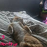 Lucky joined the competition — help win amazing prizes! kitten, cat, sleeping, bed, blanket, indoor, fur, orange_cat, white_fur, resting, young_cat, cozy, soft_light, window_light, pet, animal, cute, feline, relaxing, young