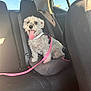 dog, car, booster_seat, leash, backseat, window, sunlight, pet, happy, tongue_out, fur, seatbelt, interior, transportation, animal, small_dog, white_dog, cute, sitting, daytime