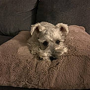 Maya joined the competition — help win amazing prizes! dog, white_dog, fluffy, pet, couch, pillow, indoor, cozy, resting, cute, small_dog, furry, animal, relaxation, soft_texture, home, companion, snuggly, domestic_animal, sleepy