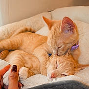 Marty And Mojo joined the competition — help win amazing prizes! cat, kitten, ginger_cat, sleeping, cuddling, pet, animal, bed, blanket, cozy, paw, human_hand, affection, cute, domestic_cat, collar, indoor, resting, fur, whiskers