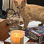kitten, cat, table, candle, glass, papers, board_game, plastic_bag, indoor, curious, fur, orange_cat, jar, light, clutter, game_box, wooden_table, pet, collar, decor