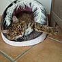 animal, cat, cozy, cute, floor, fur, furry, home, indoor, mammal, paw, pet, pet_bed, relaxed, resting, sleepy, tabby, tabby_cat, tile, whiskers