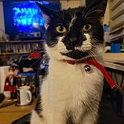 Orphéo participe au concours pour gagner de l'argent avec cette photo : cat, black_and_white, yellow_eyes, red_collar, bell, indoor, bookshelf, television, coffee_mug, table, cluttered_room, furniture, curious, pet, animal, domestic, face, whiskers, sitting, close_up