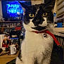 cat, black_and_white, yellow_eyes, red_collar, bell, indoor, bookshelf, television, coffee_mug, table, cluttered_room, furniture, curious, pet, animal, domestic, face, whiskers, sitting, close_up