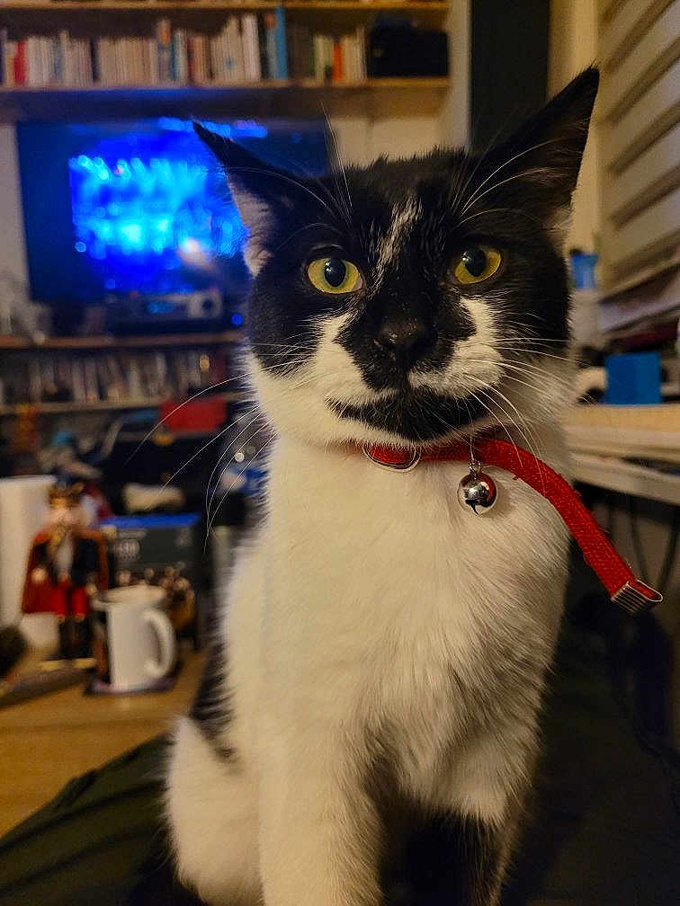 Orphéo participe au concours pour gagner de l'argent avec cette photo : cat, black_and_white, yellow_eyes, red_collar, bell, indoor, bookshelf, television, coffee_mug, table, cluttered_room, furniture, curious, pet, animal, domestic, face, whiskers, sitting, close_up