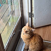 Kitty Kitty is registered to the contest to win money with this photo: cat, orange_tabby, pet, indoor, door, glass, wood_floor, curious, collar, bell, feline, animal, sitting, looking_up, window, reflection, home, fur, whiskers, tail