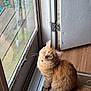 cat, orange_tabby, pet, indoor, door, glass, wood_floor, curious, collar, bell, feline, animal, sitting, looking_up, window, reflection, home, fur, whiskers, tail