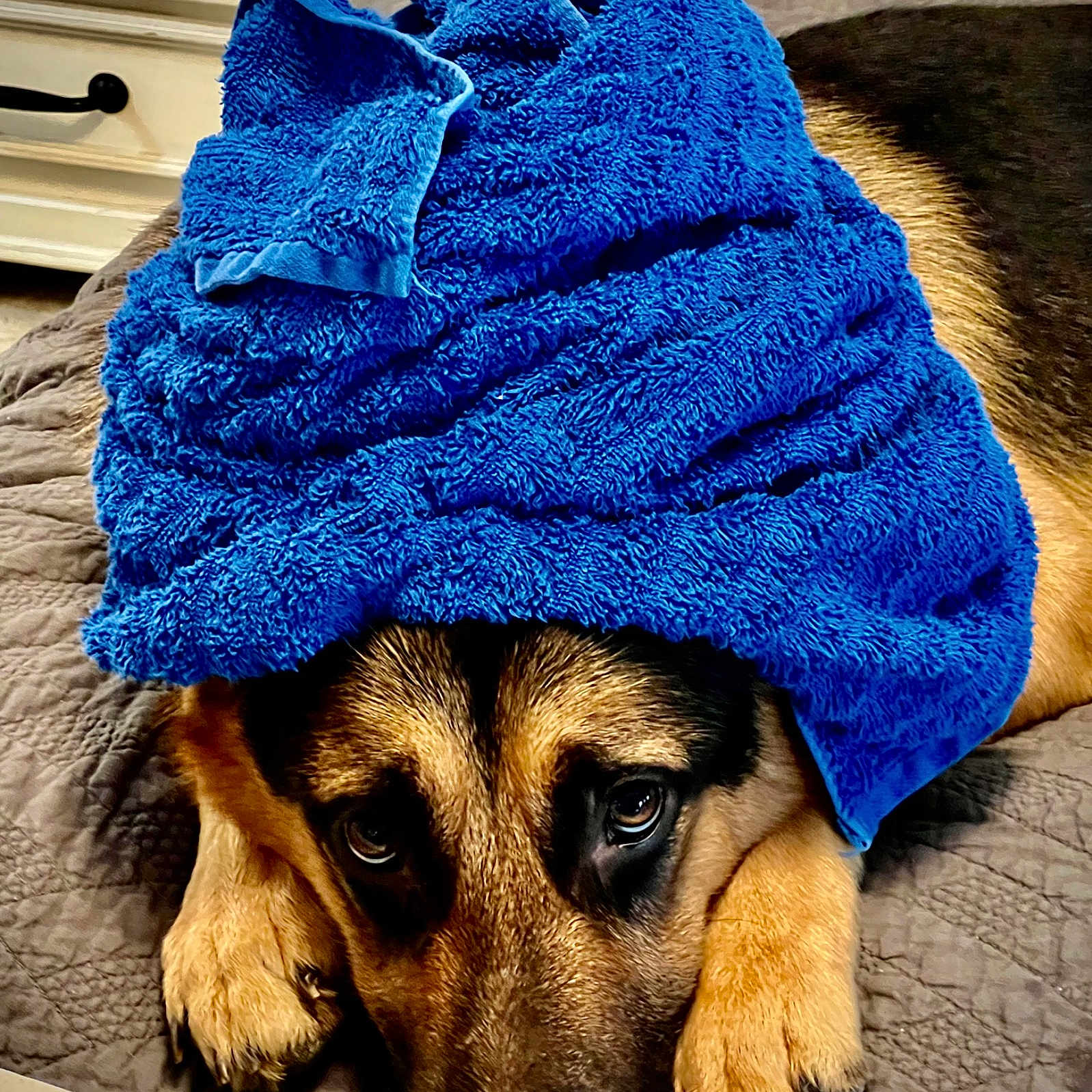 Charlie joined the competition — help win amazing prizes! beanie, cap, carnivore, companion_dog, crochet, dog, dog_breed, dog_clothes, electric_blue, fashion_accessory, fawn, fur, glasses, hat, headgear, knit_cap, pattern, personal_protective_equipment, winter, wool