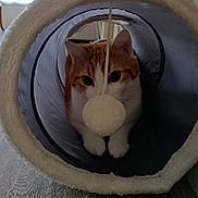 Baboune participe au concours pour gagner de l'argent avec cette photo : cat, orange_cat, white_cat, pet, animal, indoor, floor, toy, tunnel, playful, cute, feline, whiskers, paws, fur, curious, looking, cozy, domestic, home