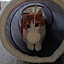 cat, orange_cat, white_cat, pet, animal, indoor, floor, toy, tunnel, playful, cute, feline, whiskers, paws, fur, curious, looking, cozy, domestic, home