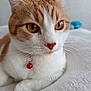 Baboune participe au concours pour gagner de l'argent avec cette photo : cat, orange_cat, white_cat, close_up, pet, animal, collar, bell, whiskers, fur, eyes, resting, indoor, soft_surface, blurred_background, cute, domestic_cat, mammal, portrait, feline