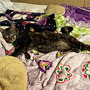 Chichifly is registered to the contest to win money with this photo: cat, tabby, sleeping, blanket, colorful, patterned, bed, cozy, indoor, resting, feline, fur, cute, domestic_animal, pets, relaxation, soft, texture, tangled_cable, comfort