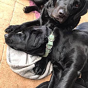 Dora And Nori joined the competition — help win amazing prizes! dog, black_dog, canine, pet, collar, resting, lying_down, blanket, fur, animal, indoors, relaxing, companionship, friendship, cute, mammal, domestic_animal, sleeping, cozy, two_dogs