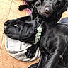 dog, black_dog, canine, pet, collar, resting, lying_down, blanket, fur, animal, indoors, relaxing, companionship, friendship, cute, mammal, domestic_animal, sleeping, cozy, two_dogs