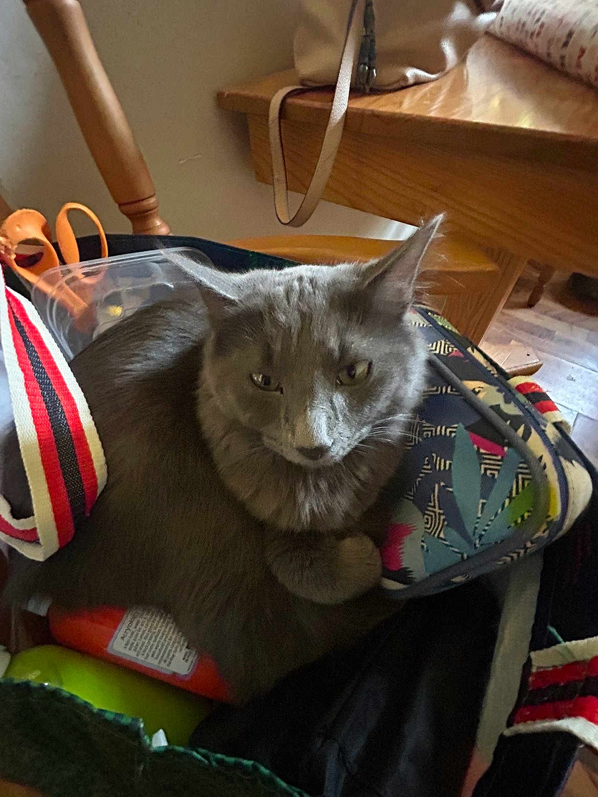 Fitzgerald joined the competition — help win amazing prizes! cat, gray_cat, indoor, chair, bag, colorful, furniture, wood, table, domestic_animal, pet, cozy, resting, household_items, closeup, animal_face, ears, whiskers, fur, relaxed