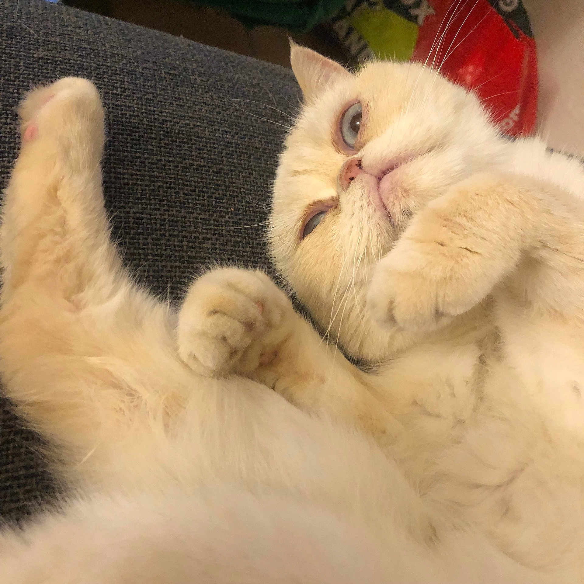 Romy participe au concours pour gagner de l'argent avec cette photo : cat, fluffy, cream_colored, pet, relaxed, lying_down, paws, feline, indoor, close_up, cute, whiskers, soft_fur, animal, domestic, portrait, resting, cozy, face, blue_eyes