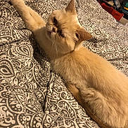 Romy a rejoint le concours — aidez-le/la à gagner de superbes lots ! cat, cream_color, feline, pet, indoor, blanket, patterned_blanket, stretching, fur, cute, animal, cozy, relaxed, whiskers, ears, bedroom, resting, domestic_cat, soft, comfortable