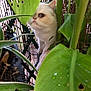 cat, white_cat, leaf, green_leaf, plant, houseplant, nature, curious, pet, animal, feline, closeup, outdoor, garden, foliage, hidden, peeking, face, whiskers, cute