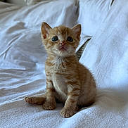 Ryu participe au concours pour gagner de l'argent avec cette photo : kitten, cat, orange_tabby, pet, animal, cute, feline, bed, white_bedspread, indoor, young, small, fur, ears, whiskers, blue_eyes, sitting, curious, soft, cozy
