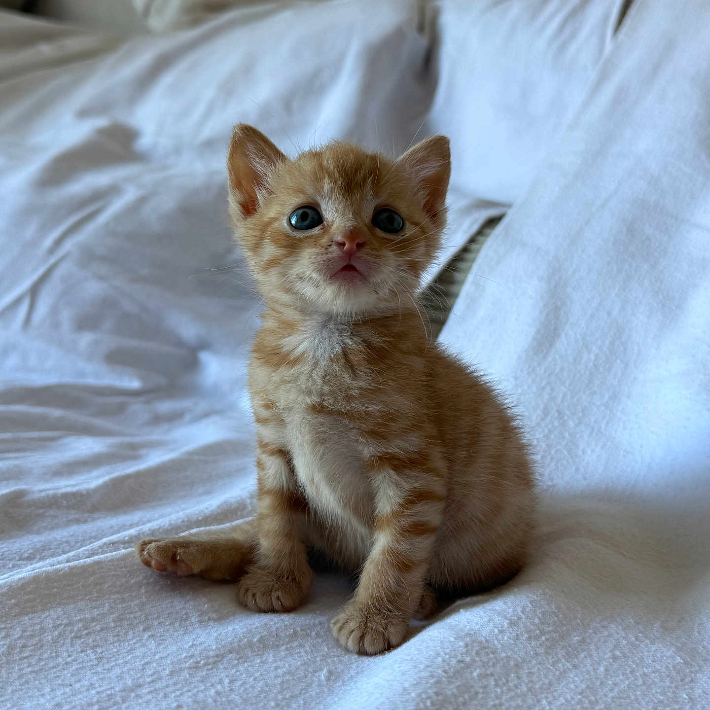Ryu participe au concours pour gagner de l'argent avec cette photo : animal, bed, blue_eyes, cat, cozy, curious, cute, ears, feline, fur, indoor, kitten, orange_tabby, pet, sitting, small, soft, whiskers, white_bedspread, young