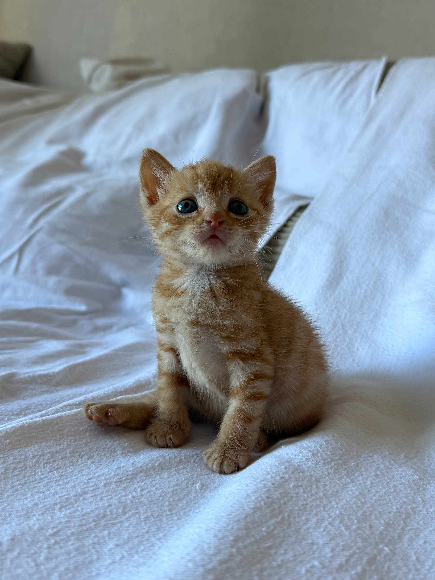 Ryu participe au concours pour gagner de l'argent avec cette photo : kitten, cat, orange_tabby, pet, animal, cute, feline, bed, white_bedspread, indoor, young, small, fur, ears, whiskers, blue_eyes, sitting, curious, soft, cozy