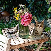 Bourgeois Genevieve a rejoint le concours — aidez-le/la à gagner de superbes lots ! cat, tabby_cat, wooden_table, green_vase, wildflowers, pink_flowers, yellow_flowers, garden, green_leaves, sunlight, shadow, outdoor, nature, pet, animal, relaxing, flora, wood, bench, feline