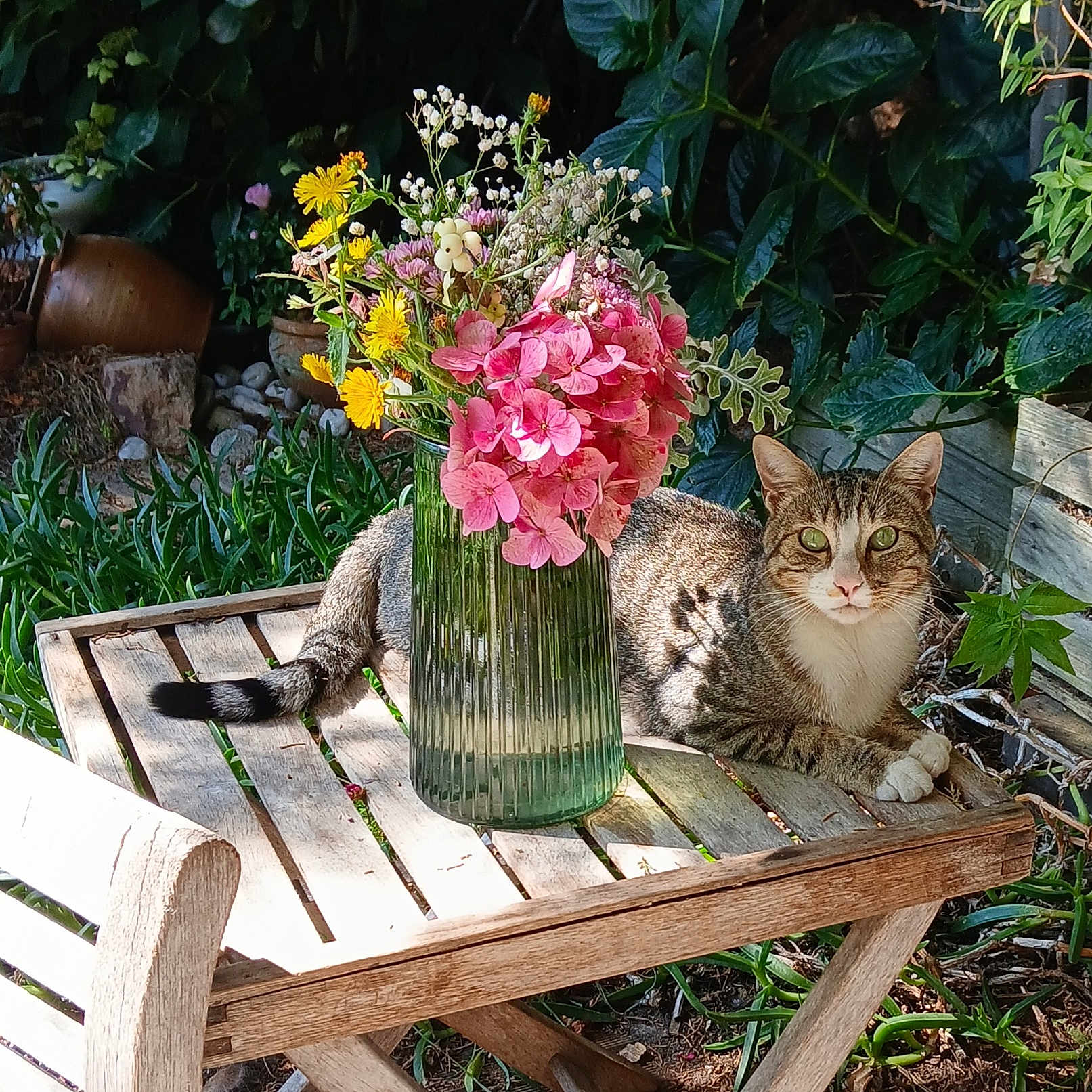 Bourgeois Genevieve a rejoint le concours — aidez-le/la à gagner de superbes lots ! animal, bench, cat, feline, flora, garden, green_leaves, green_vase, nature, outdoor, pet, pink_flowers, relaxing, shadow, sunlight, tabby_cat, wildflowers, wood, wooden_table, yellow_flowers