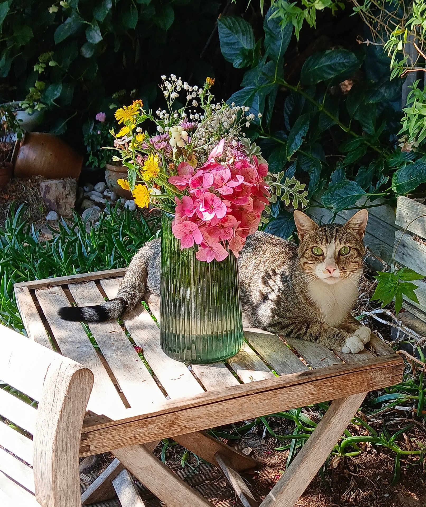 Bourgeois Genevieve a rejoint le concours — aidez-le/la à gagner de superbes lots ! cat, tabby_cat, wooden_table, green_vase, wildflowers, pink_flowers, yellow_flowers, garden, green_leaves, sunlight, shadow, outdoor, nature, pet, animal, relaxing, flora, wood, bench, feline