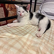 King is registered to the contest to win money with this photo: kitten, cat, black_and_white, bed, blanket, pattern, indoor, resting, animal, pet, feline, window, poster, leopard, fur, cute, young, paw, sleepy, cozy
