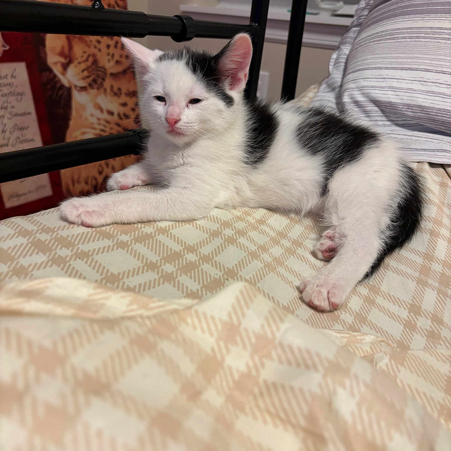 King is registered to the contest to win money with this photo: kitten, cat, black_and_white, bed, blanket, pattern, indoor, resting, animal, pet, feline, window, poster, leopard, fur, cute, young, paw, sleepy, cozy