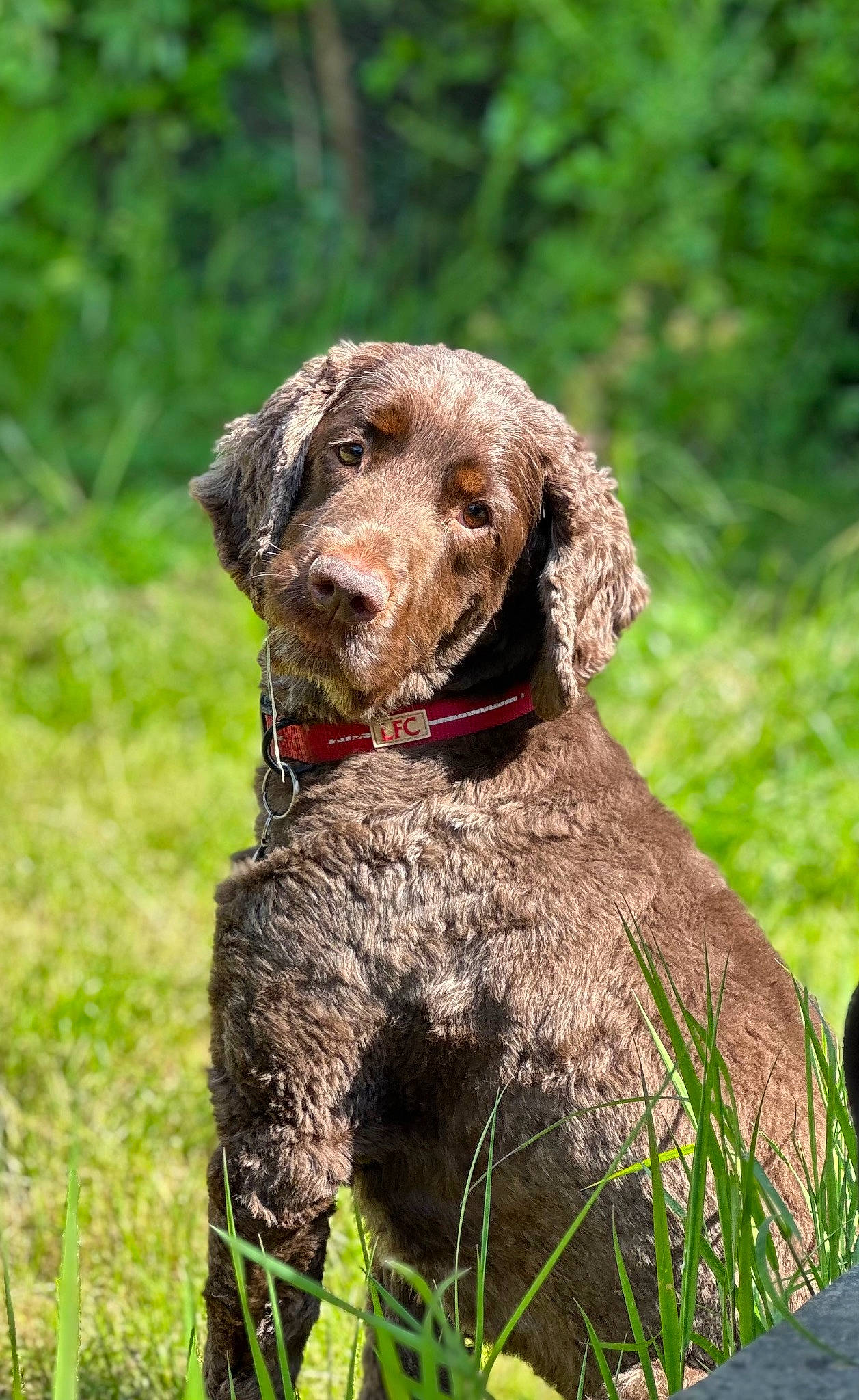 Buddy joined the competition — help win amazing prizes! biting, braque_francais, carnivore, collar, companion_dog, dog, dog_breed, dog_collar, grass, grassland, gun_dog, liver, old_danish_pointer, plant, pointing_breed, pont_audemer_spaniel, terrestrial_animal, tree, water_dog, working_animal