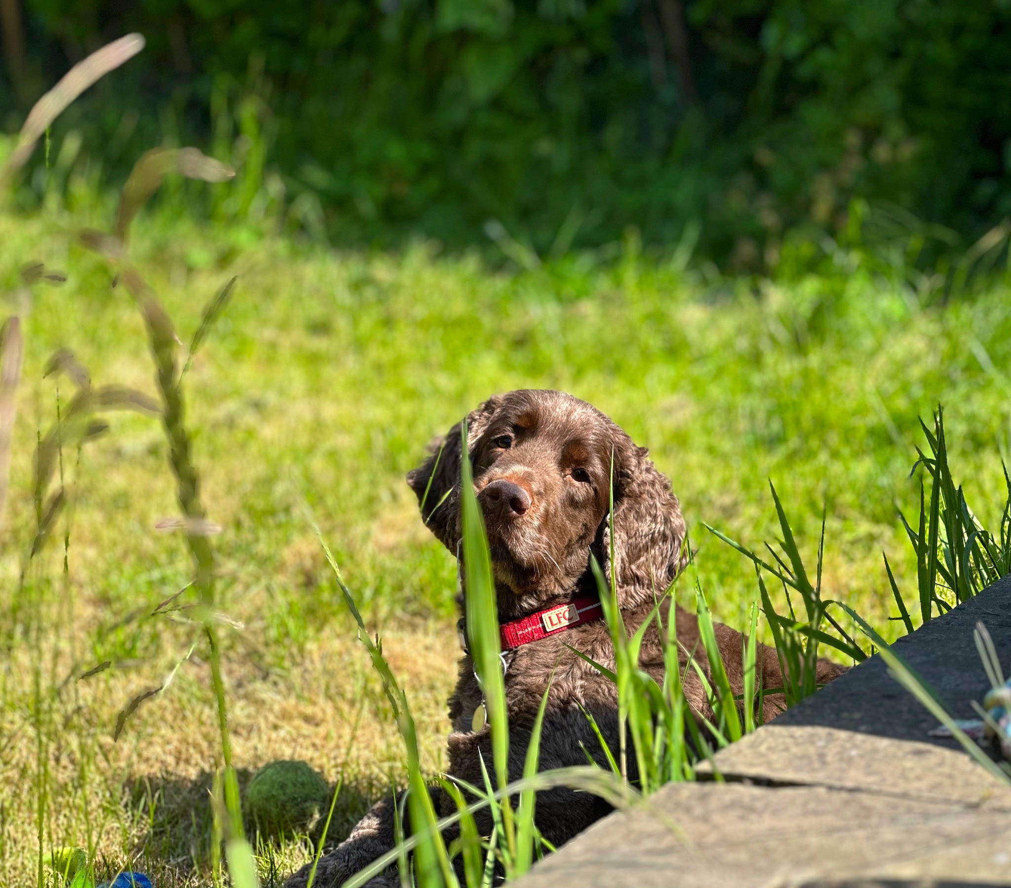 Buddy joined the competition — help win amazing prizes! canidae, carnivore, collar, companion_dog, dog, dog_breed, dog_collar, fawn, grass, grassland, gun_dog, liver, plant, pointing_breed, retriever, spaniel, sporting_group, terrestrial_animal, wildlife, working_animal