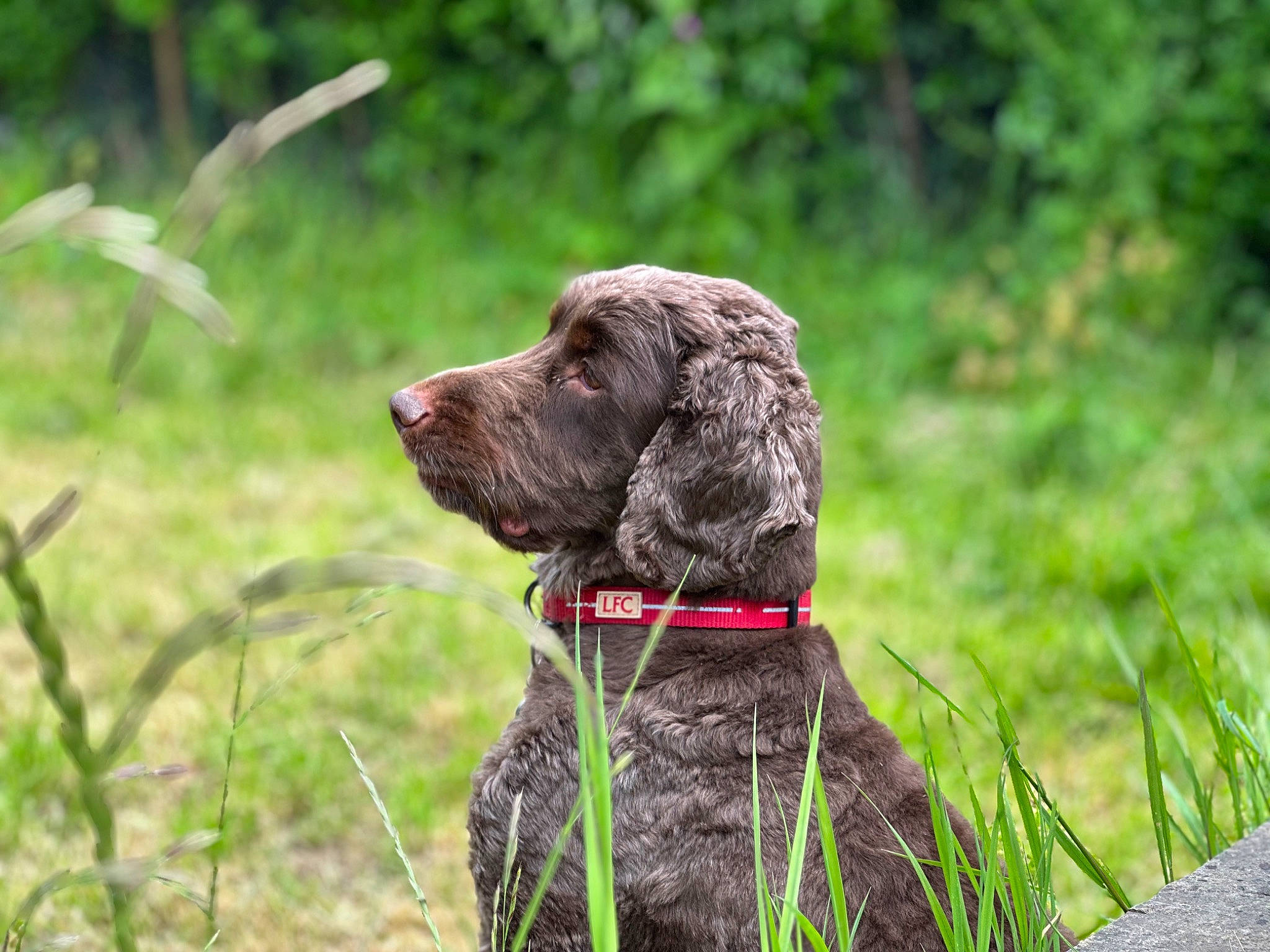 Buddy joined the competition — help win amazing prizes! biting, canidae, carnivore, collar, companion_dog, dog, dog_breed, dog_collar, grass, gun_dog, hunting_dog, leash, liver, pet_supply, plant, snout, sporting_group, tail, terrestrial_animal, working_animal