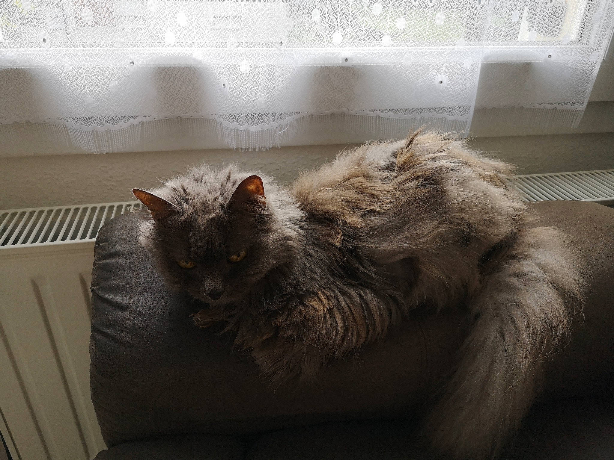 Pikachu a rejoint le concours — aidez-le/la à gagner de superbes lots ! british_longhair, british_semi_longhair, carnivore, cat, comfort, domestic_long_haired_cat, ear, felidae, fur, kitten, laperm, maine_coon, mammal, nebelung, norwegian_forest_cat, ragamuffin, siberian, small_to_medium_sized_cats, tabby_cat, whiskers