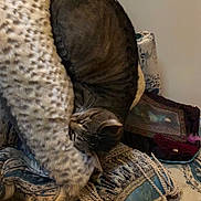 Stormie joined the competition — help win amazing prizes! bag, boot, camouflage, comfort, fashion_accessory, fawn, feather, felidae, flooring, foot, fur, human_leg, linens, military_camouflage, pattern, small_to_medium_sized_cats, tail, tartan, textile, thigh